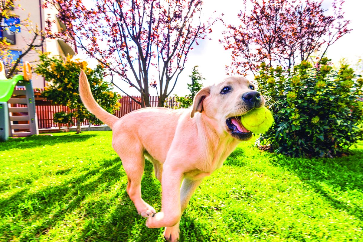 Beware of threats to pet health in your own yard - Observer-Reporter